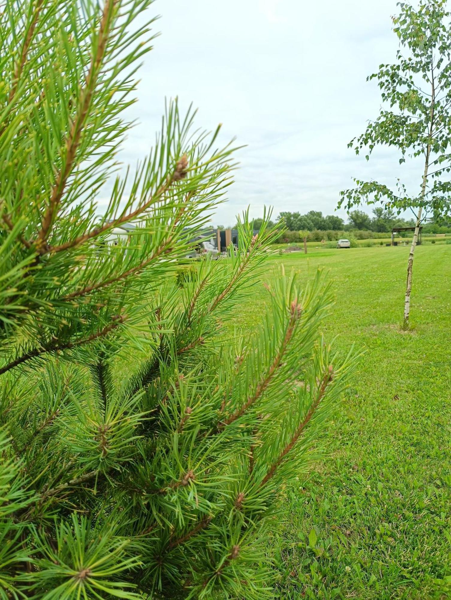Ostoja Czersk Gora Kalwaria Zamek Krolowej Bony Domki Caloroczne Esterno foto