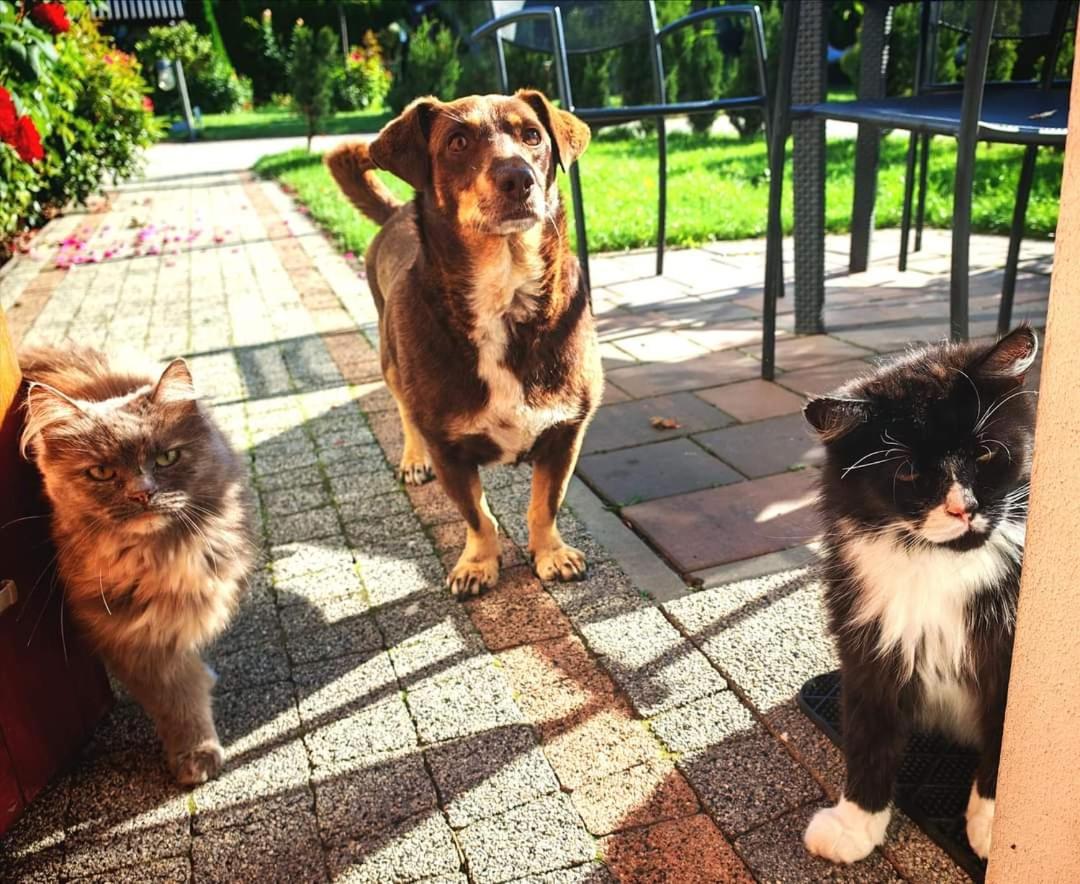 Ostoja Czersk Gora Kalwaria Zamek Krolowej Bony Domki Caloroczne Esterno foto